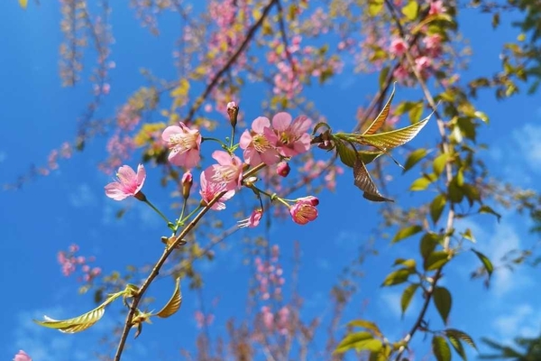 白洋村的樱花，美哉美哉！